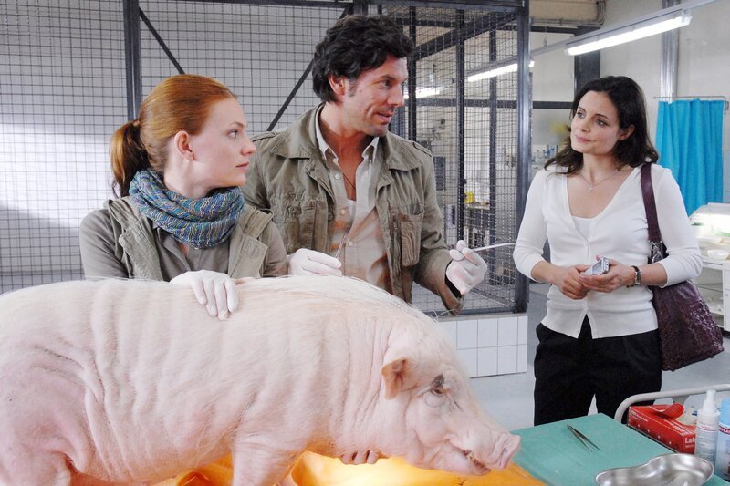 Tierärztin Dr. Susanne Mertens (Elisabeth Lanz, r.) ist empört! Wie kommt der neue Kurator Dr. Tom Berkhoff (Gregory B. Waldis, M.) dazu, einen operativen Eingriff an Schwein Otto vorzunehmen? Anett (Anna Bertheau, l.) beobachtet die Streithähne mit gemischten Gefühlen. – Bild: MDR/​Christa Köfer