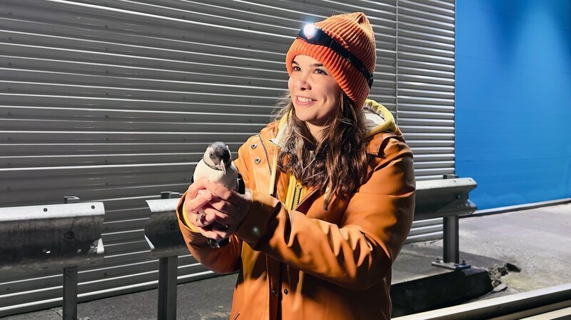 Anna geht in Island auf nächtliche Patrouille, um verirrte Papageitaucher-Küken zu retten. – Bild: BR/​Text und Bild Medienproduktion GmbH & Co. KG/​Katharina Brackmann