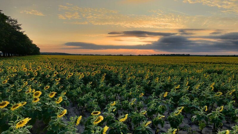 Sonnenblumenfeld an der B96 bei Seftenberg. – Bild: ZDF