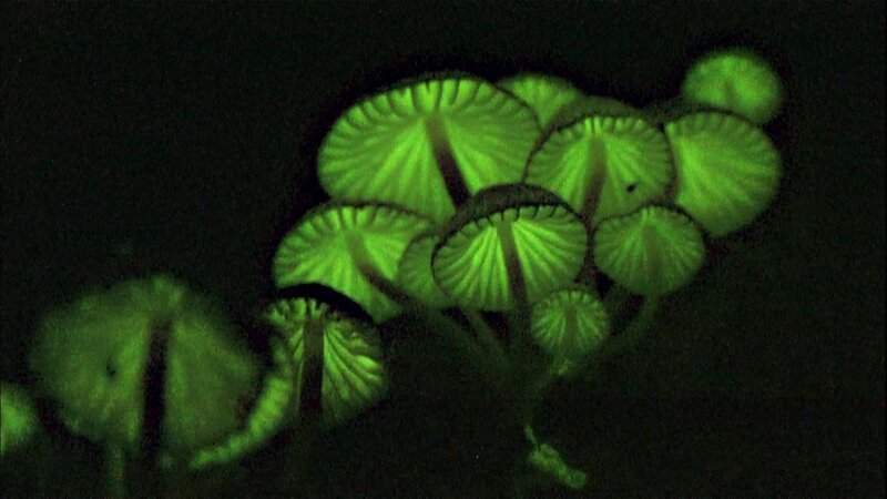 Das Bild zeigt biolumineszente Pilze. – Bild: CuriosityStream-Inc.
