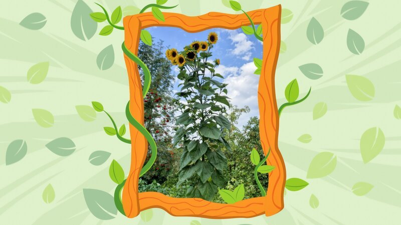 Die Sonnenblume in Katjas Garten ist auch schon sehr groß. – Bild: ORF/​Steiner Familyentertainment