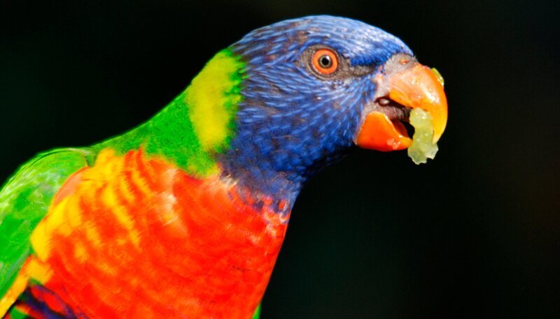 Wer setzt im Dschungelzelt Vögel aus? Weiteres Bildmaterial finden Sie unter www.br-foto.de. – Bild: Jens-Uwe Heins