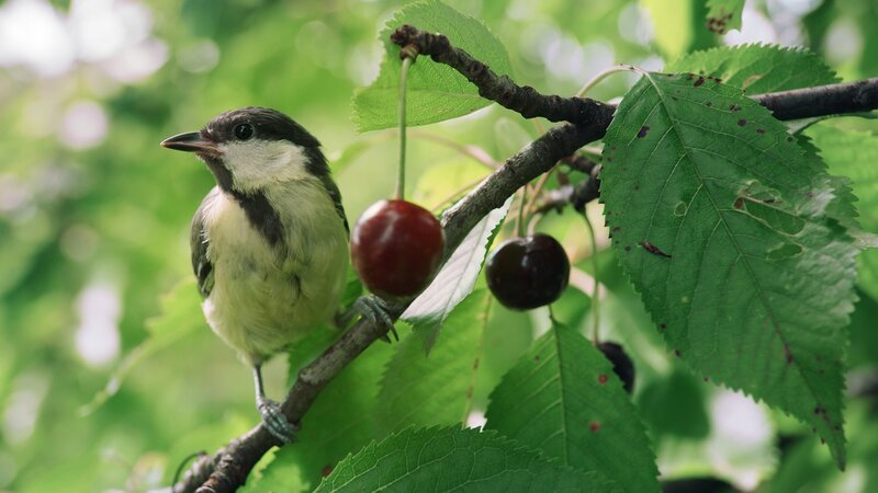 Kleine Meise ganz gross Kohlmeise im Kirschbaum  Copyright: SRF/​Altayfilm GmbH – Bild: NO SALES, NO ARCHIVES