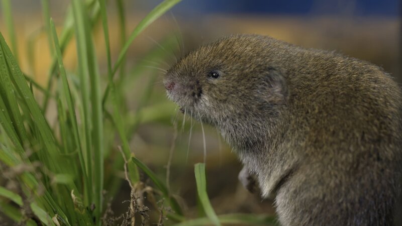 Die Bayerische Kurzohrmaus. Die Ohren sind im Fell versteckt. – Bild: Erik Sick /​ BR