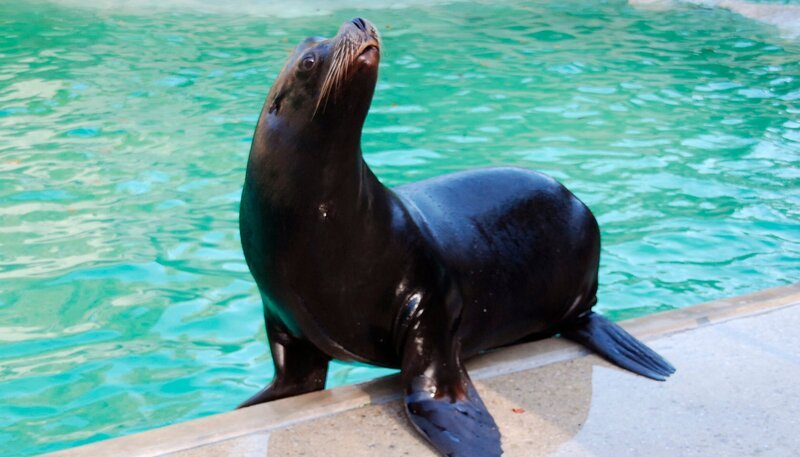 Ist Seelöwin Molly schwanger? Weiteres Bildmaterial finden Sie unter www.br-foto.de. – Bild: Jens-Uwe Heins
