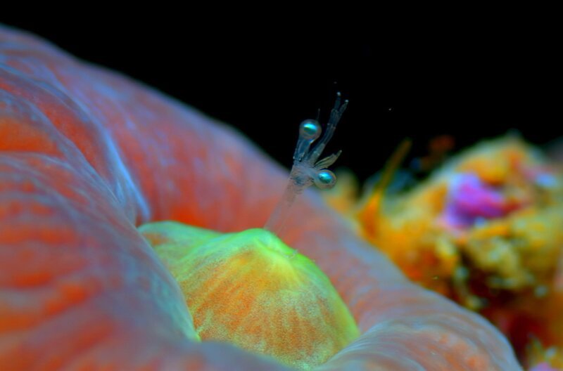 Das Great Barrier Reef ist eines der spektakulärsten Ökosysteme der Erde. Über Millionen von Jahren hat sich ein vielfältiges Labyrinth aus Korallen, Mangroven und offenen Gewässern geformt. – Bild: Biopixel