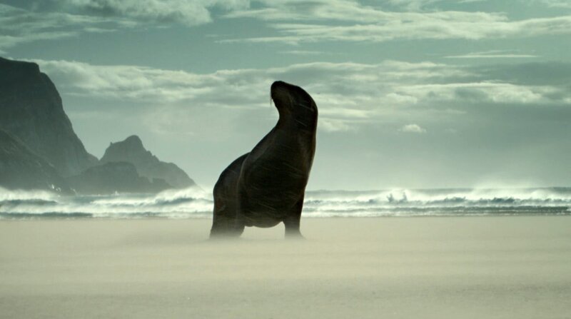 Während der Paarungszeit patrouillieren Neuseeländische Seelöwen den Strand. Sie halten Konkurrenten auf Abstand, die ihrem Harem zu nahe kommen könnten. – Bild: ZDF und NDR/​BBC