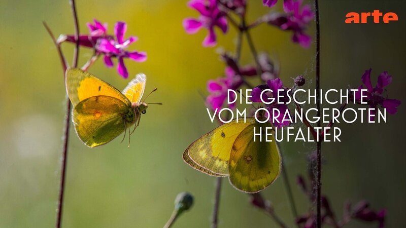  – Bild: Arte