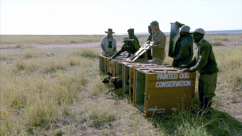 Am Kariba-See werden sechs Afrikanische Wildhunde in die Freiheit entlassen – ein Versuch, die gefährdete Art zu stärken. – Bild: Painted Dog Conservation Evert Van Den Bos