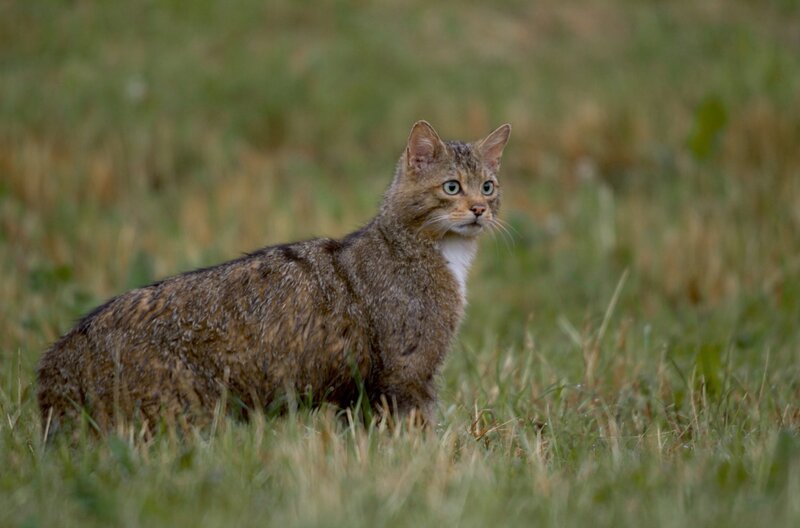 Anfang der 2000er Jahre war auch die Waldkatze bedroht und lebte im Schatten verstreuter Waldfragmente – heute hat sich die Population erholt und man sieht die Tiere wieder in unseren ländlichen Regionen herumstöbern. – Bild: Saint Thomas Productions