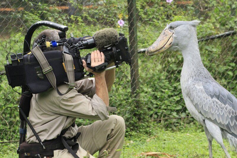 Sushi, der zahme Schuhschnabel, ist alles andere als kamerascheu. – Bild: BR/​Text+Bild Medienproduktion GmbH & Co. KG