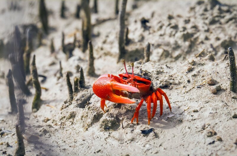 Wo ist denn das Wasser hin? In der Wilbooroo-Zeit steigen die Temperaturen und die Landschaft trocknet aus – bis zur extrem heißen Lalin-Zeit versiegen die meisten Wasserstellen sogar völlig. – Bild: ARTE F /​ Wild Pacific Media