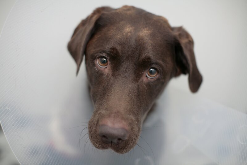 The Supervet – S16, EP5 Inca The Chocolate Labrador – Bild: Blast! Films 2021 Lizenzbild frei