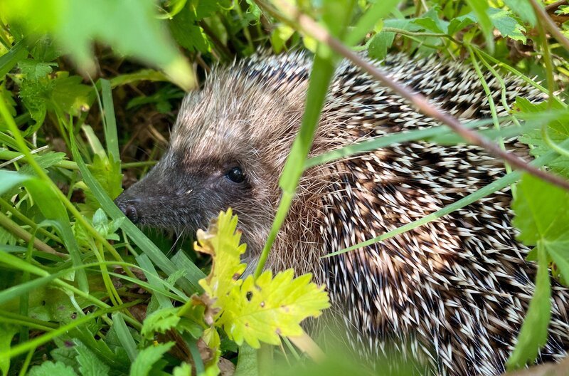 Igelmütter gebären ihre Jungen im Frühsommer, wenn viele Mähroboter in den Gärten unterwegs sind. – Bild: MedienKontor/​Roland Gockel