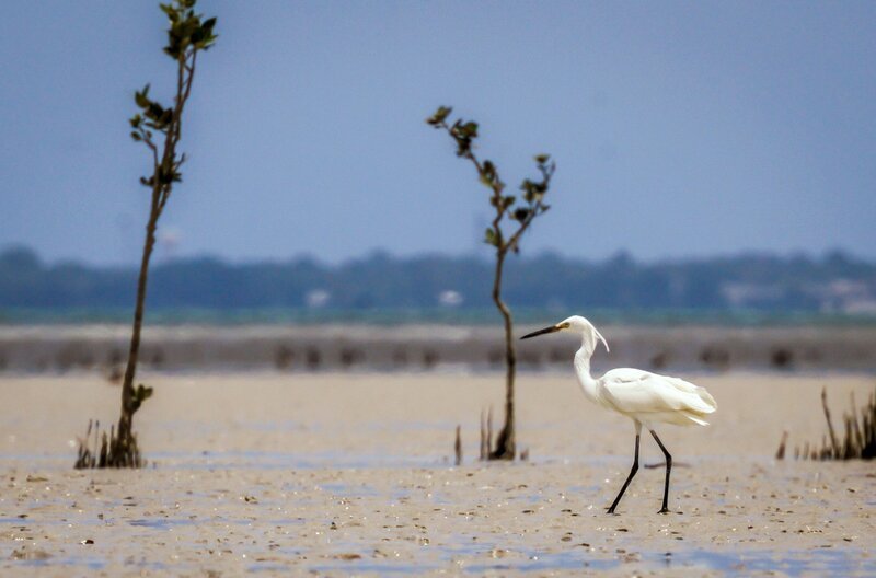Auch Reiher suchen in der nährstoffreichen Wattregion nach einem schmackhaften Abendessen. – Bild: ARTE F /​ Wild Pacific Media