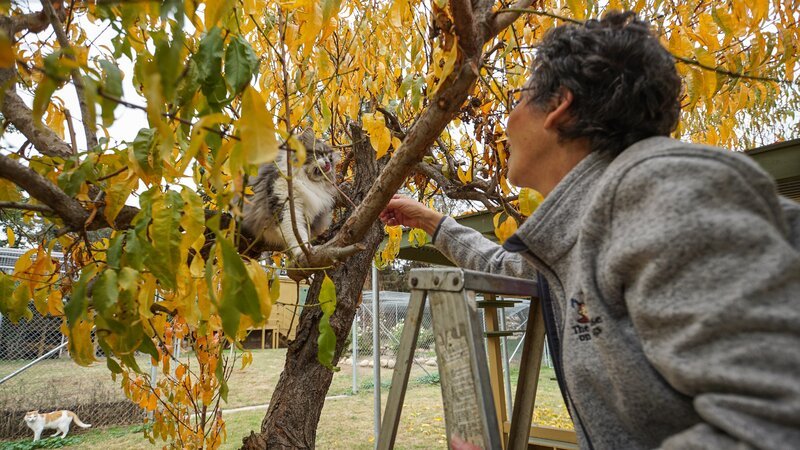 Lynea Lattanzio from The Cat House On The Kings cat sanctuary trying to coax down a cat from a tree. – Bild: Discovery Communications, LLC