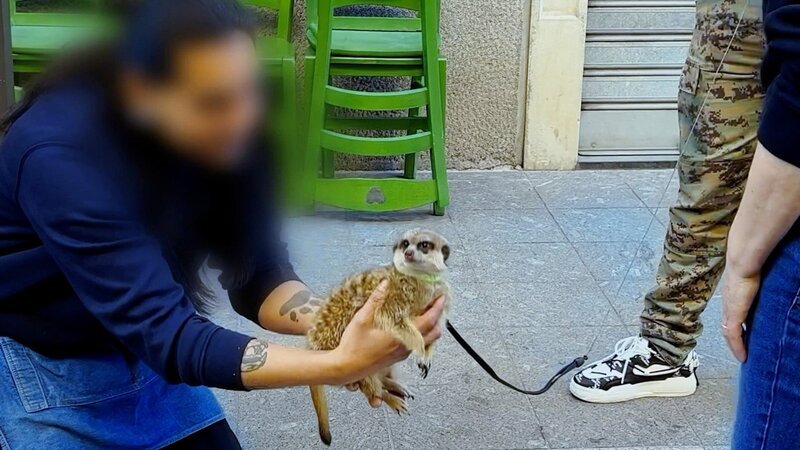 Erdmännchen auf den Strasse im angrenzenden Ausland. – Bild: SRF/​HOOK FILM