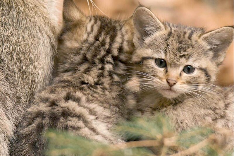 In Waldgebieten leben ungestört Wildkatzen. – Bild: Matthias Glück
