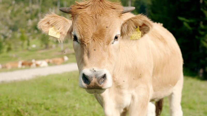 Die Almbauern haben es sich hier zur Aufgabe gemacht haben, die Pustertaler Sprinzen, eine beinahe ausgestorbene Rinderrasse, zu erhalten. – Bild: ORF/​splash productions GmbH