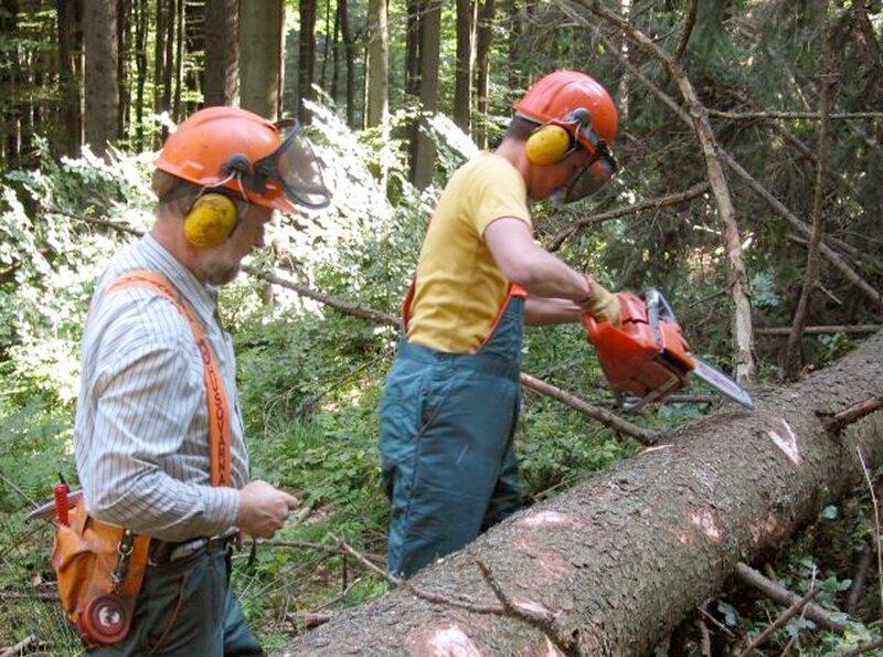 Willi beim beim Entasten eines gefällten Baumes. – Bild: BR/​Megaherz