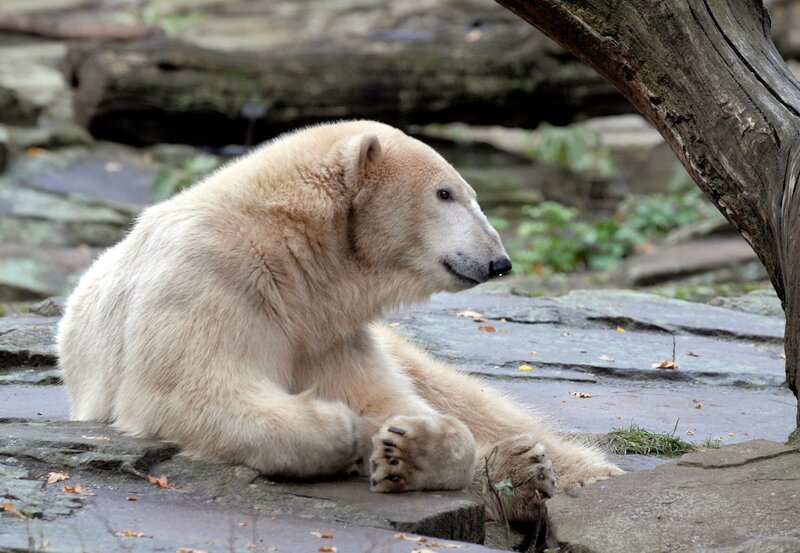 Eisbär Knut – Bild: rbb/​Thomas Ernst