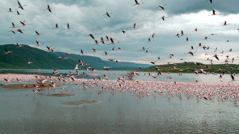 Die Kenianischen Seen entlang des Grabenbruchs sind reich an Flamingos. – Bild: NDR/​HTTV Produktion/​Michael Höft