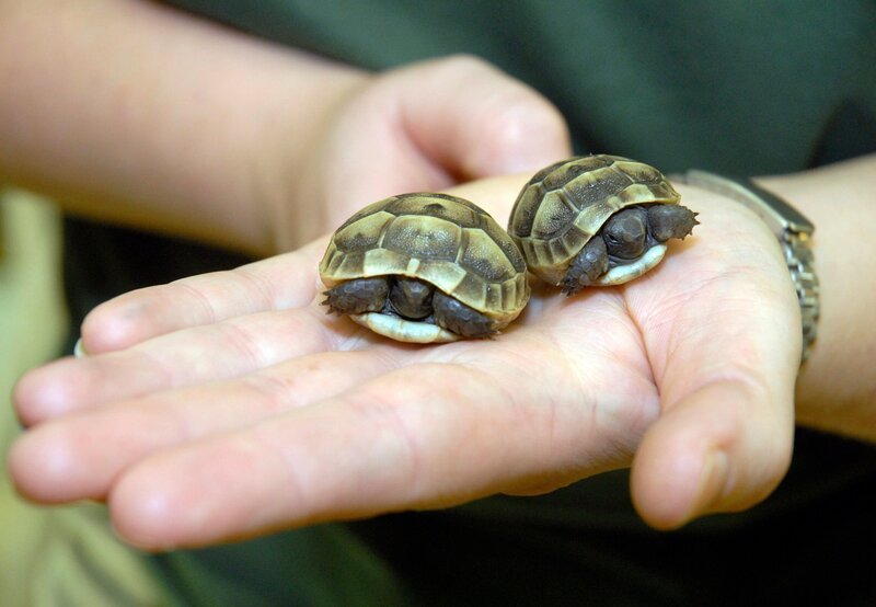 WEICHES FELL UND SCHARFE KRALLEN, „Zoo-Babies – Was sich kratzt, das liebt sich“, Zoogeschichten Deutschland 2009. Von 0 auf 80 Kilos in 15 Jahren. So sieht die Gewichtszunahme bei Spornschildkröten aus. Mit knapp 30 Gramm bei der Geburt kämpfen sich die Spornschildkrötenbabys durch die Eischale und sind vom ersten Moment an auf sich alleine gestellt. – Bild: rbb/​Thomas Ernst