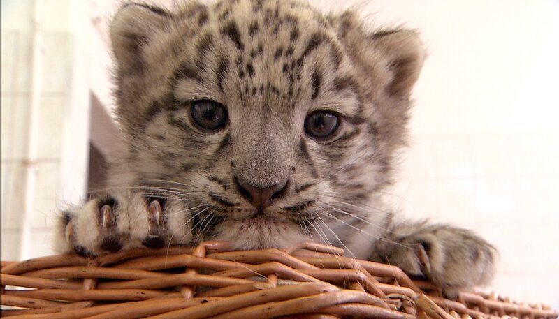 In der Futterküche des Brehmhauses trifft der kleine Schneeleopard Altai auf zwei Panther. – Bild: rbb