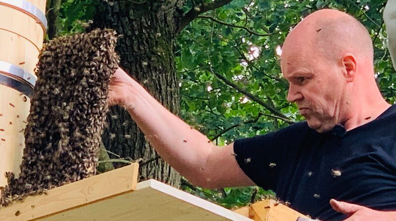 Bioimker Christian Eggers beim Auswildern eines Schwarms. – Bild: NDR/​Katrin Richter