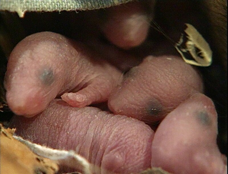 Die kleinen Mäusebabys müssen beschützt werden. – Bild: WDR/​Die Sendung mit dem Elefanten