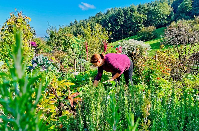 Viel altes Gemüse, eine bunte Bohnenvielfalt und Blühendes wächst in Ruth Plaumanns historischem Bauerngarten in Schuttertal. – Bild: SWR