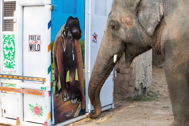 Neugierig untersucht Kaavan die riesige Transportbox – in einer ähnlichen Box wird er seine Ausreise nach Kambodscha erleben. – Bild: Smithsonian Channel