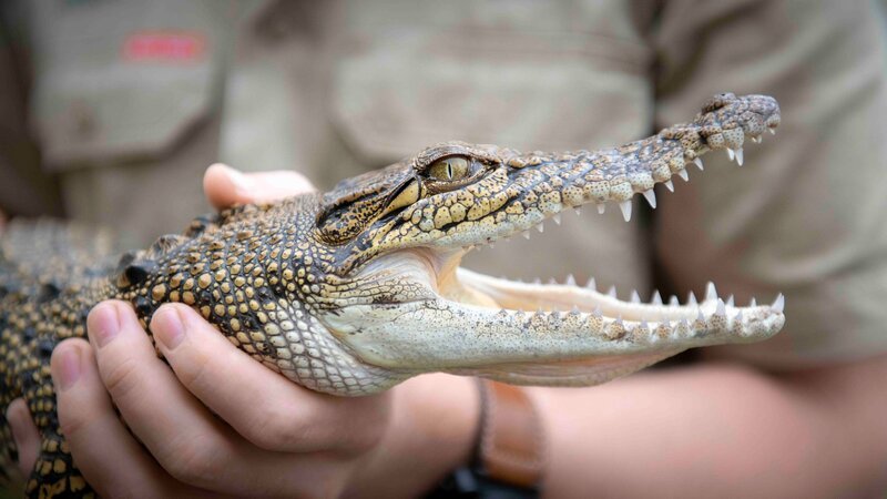 This image has been distributed to our partners. – Bild: Kate Berry/​ Australia Zoo