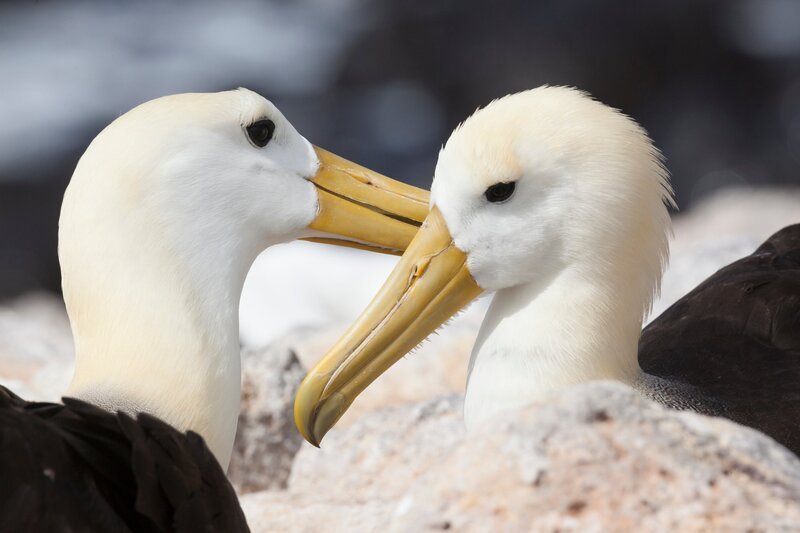 Mitten im Pazifik der Galapagos-Archipel. Die Inseln gelten als Arche der Evolution. Nirgendwo sonst gibt es ein solch seltsames Sammelsurium an Tieren. Die Flügelspannweite von 2,50 m macht den Galapagos-Albatros zu einem grazilen Flieger. Albatros-Pärchen sind sich ein Leben lang treu. – Bild: Michael Riegler /​ Blue Planet Film