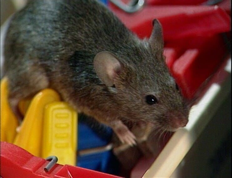 Die Jungen der Maus sind inzwischen ganz schön groß geworden und erkunden neugierig die Scheune. – Bild: WDR
