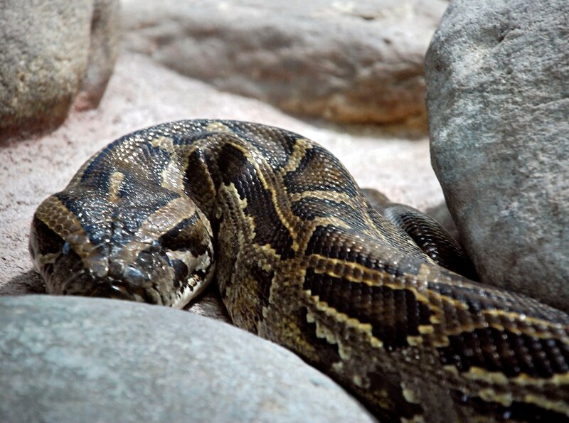 Tigerpython Monika lässt ihre Hüllen fallen – Eisbär, Affe & Co. zeigt die Häutung der Schlange. – Bild: SWR/​Thorsten Backofen