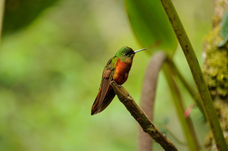 Ein Rotbauch-Kolibri in Ruheposition – Bild: Terra Mater /​ Mike Potts