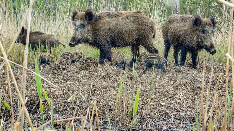 Wildschweine sind sehr behütende Mütter. – Bild: ORF/​NDR Naturfilm/​Doclights Naturfilm/​Axel Gebauer