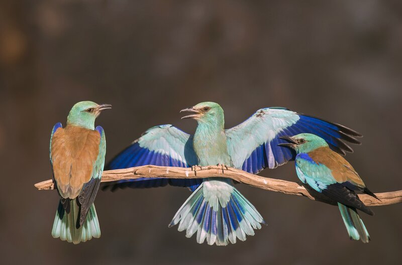 Die Blauracke fasziniert mit ihrem blau-ockerfarbenen Gefieder und ihrem außergewöhnlichen Verhalten. – Bild: Wild Dog