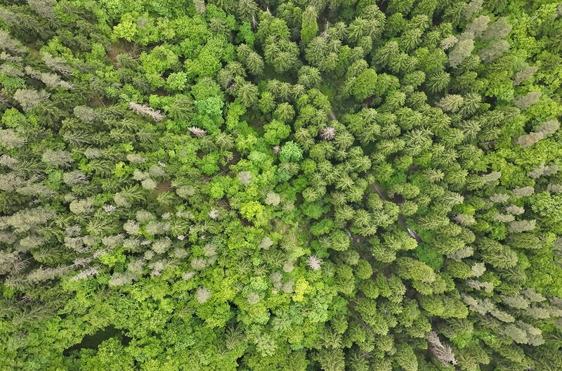 Der Nationalpark Bordschomi-Charagauli ist das größte zusammenhängende Waldstück Europas. Er umfasst über 80.000 Hektar Urwald. – Bild: Felix Korfmann