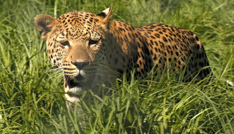 Leopardin Missy Jo kommt in ein neues Gehege. – Bild: SWR/​Frederik Füssel