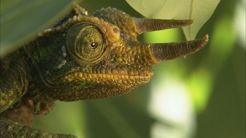 Chameleon’s eye – Bild: getty images