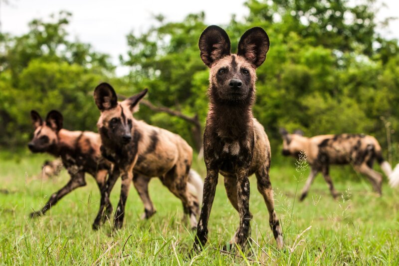 Afrikanische Wildhunde – Bild: Curiosity TV