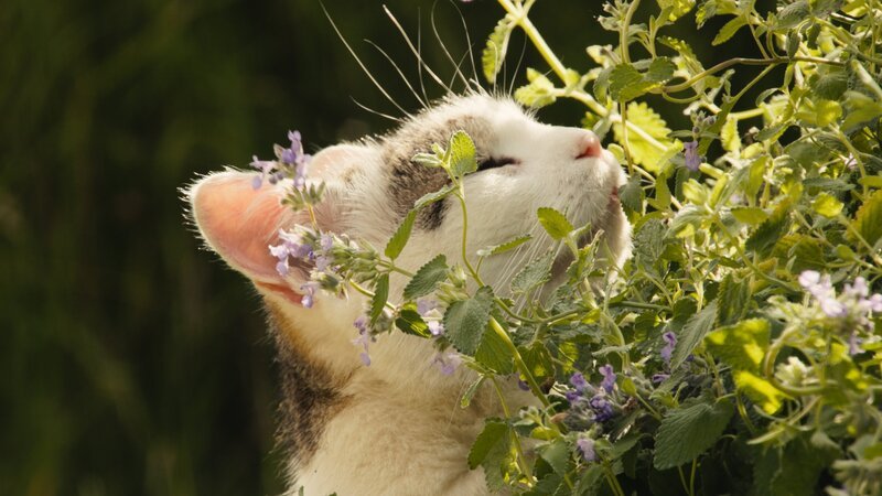 Katze mit Katzenminze. – Bild: MDR /​ IN ONE MEDIA /​ Boas Schwarz