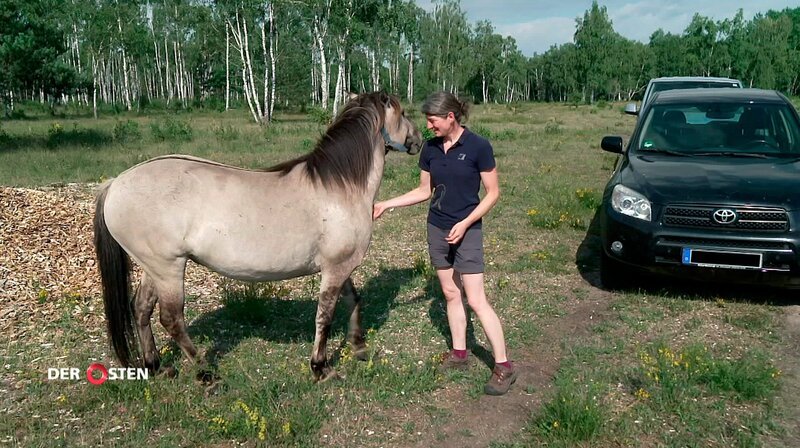 Konik-Pferd, Christiane Hoenick – Bild: MDR/​Michael Erler
