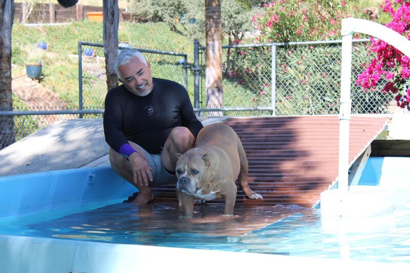 Cesar Millan mit Elch in einem Schwimmbad bei einer Übung. (National Geographic) – Bild: NGC NETWORK US, LLC