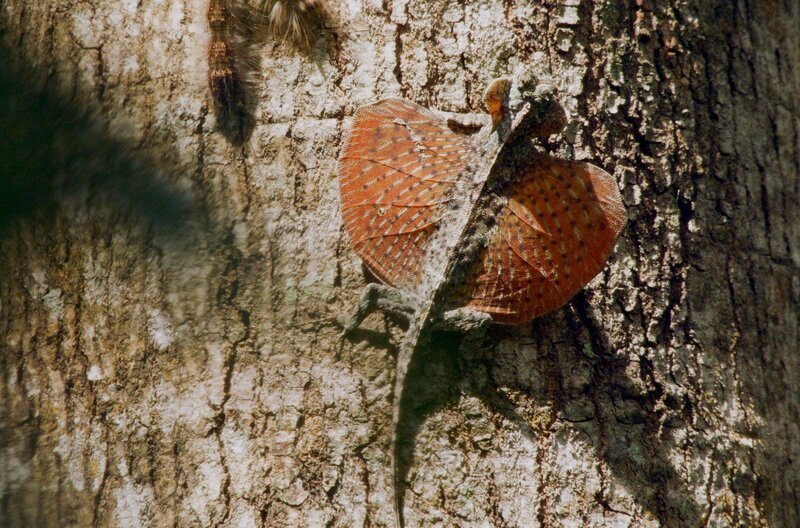 Ein Gefleckter Flugdrache, der nur noch in den tropischen Wäldern Asiens zu finden ist, hängt an einem Baumstamm. – Bild: bilibili