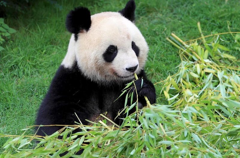 Ohne Bambus könnte der Panda in China nicht überleben – ebenso wenig wie der Mensch. Seit fast 5.000 Jahren bildet Bambus das Fundament der chinesischen Zivilisation. – Bild: Elephant Doc