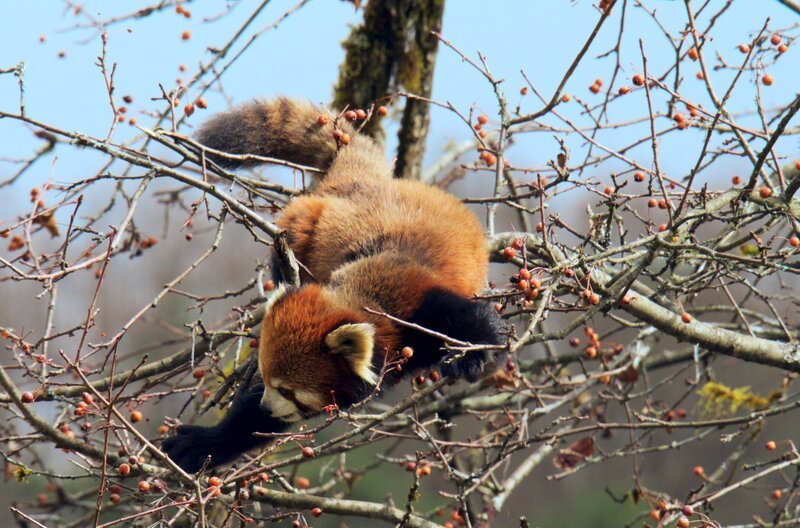 Im Riesenpanda-Nationalpark im äußersten Südwesten Chinas leben fast 2.000 Pandas verschiedener Arten in freier Wildbahn. – Bild: bilibili