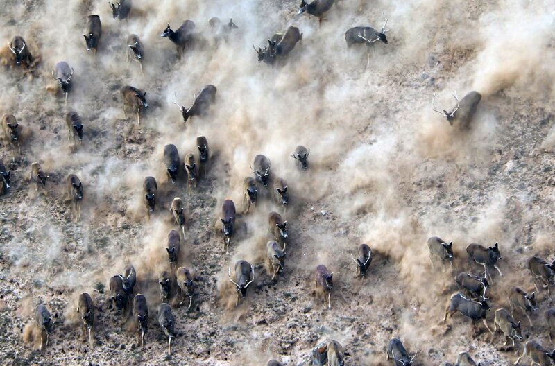 Brünstige Weißlippenhirsche jagen eine Herde Hirschkühe über die staubige Steppe. – Bild: bilibili